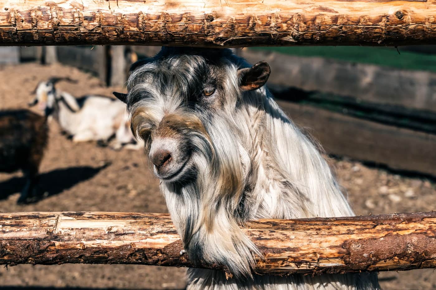 A cashmere goat leaning on a wooden fence at a sunny farm