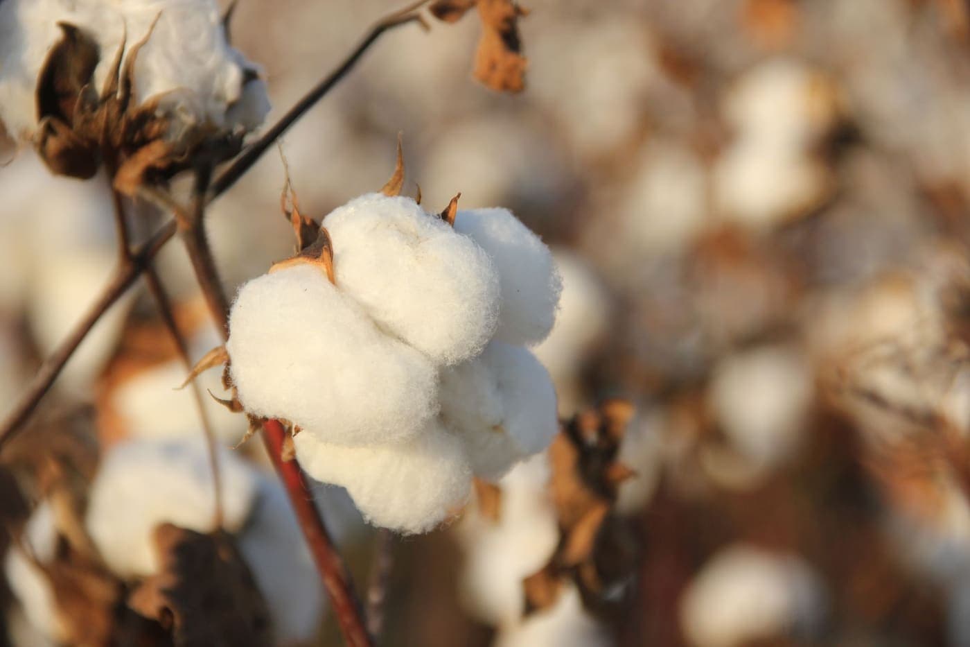 A cotton boll in close-up in a sunny field