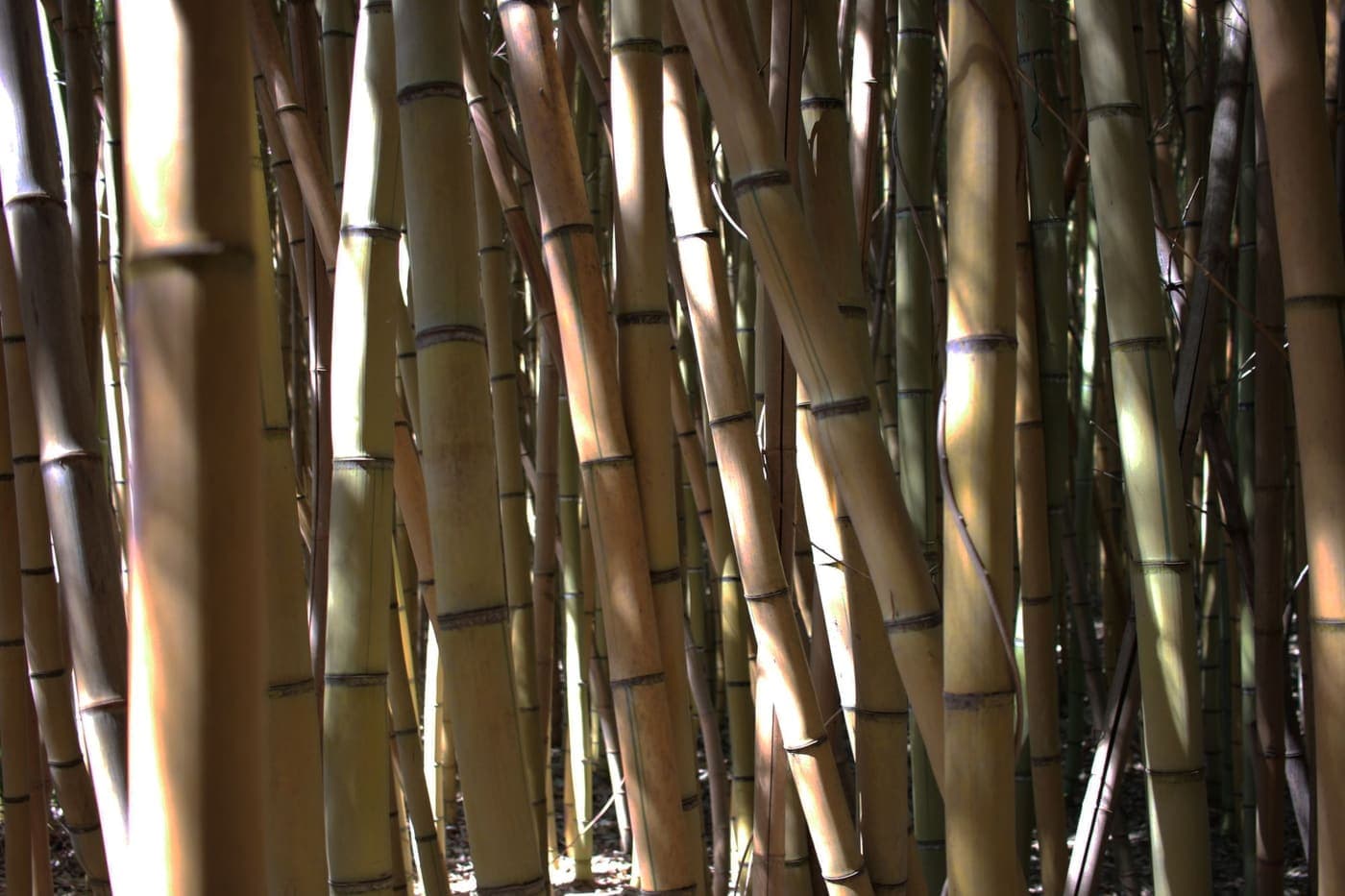 Bamboo stalks growing closely together in a forest