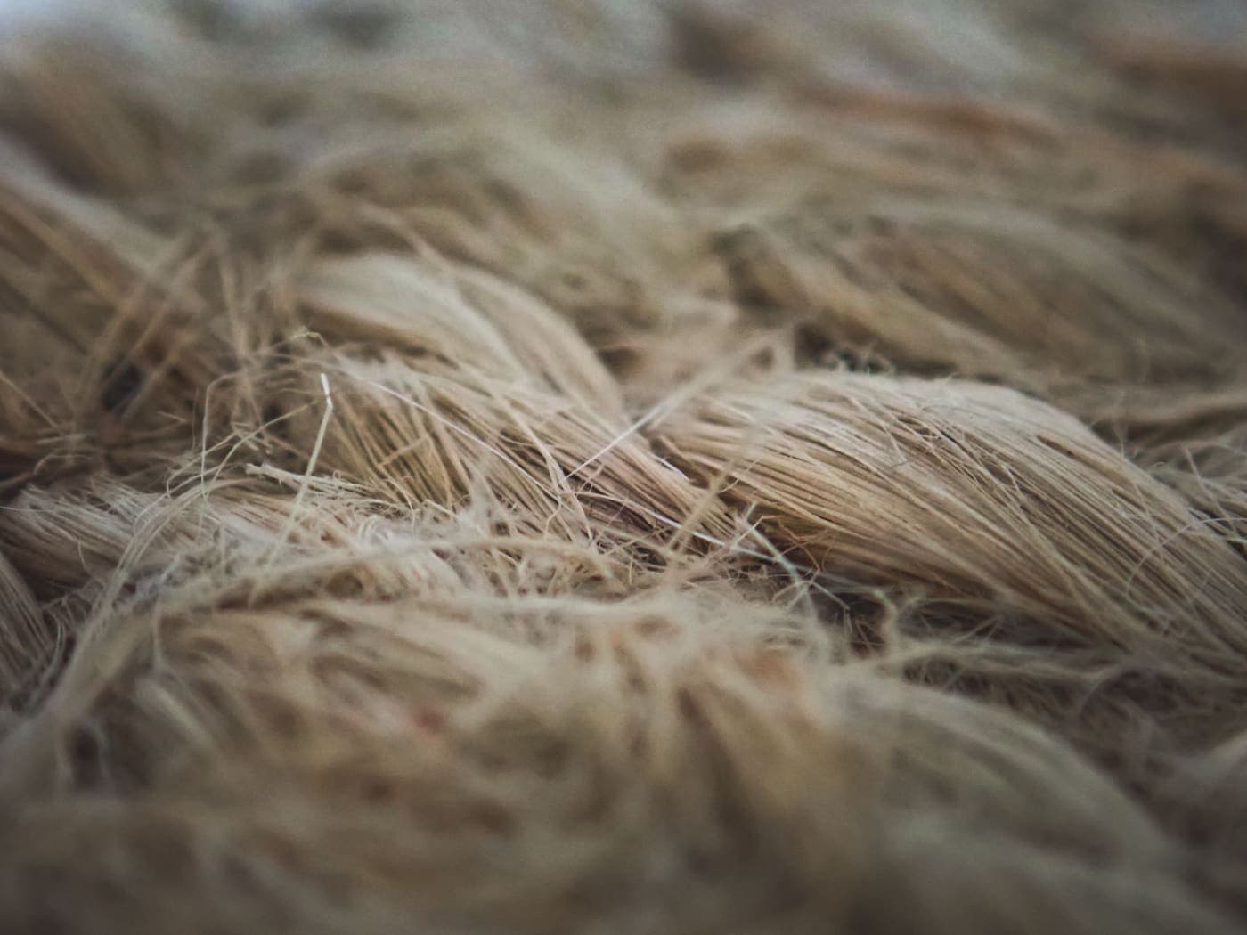 Macro photograph of raw flax fibers showing their texture and natural color