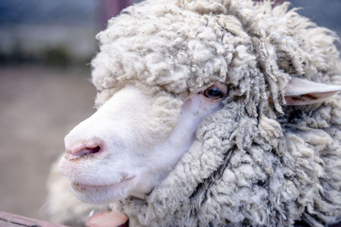 Close-up of a Merino sheep with dense curly wool