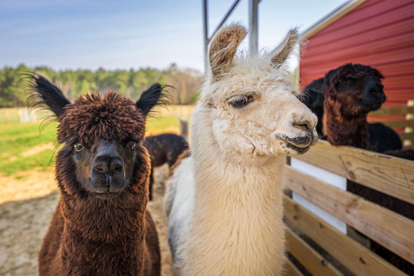 Alpacas standing in a sunny farm pasture near a fence