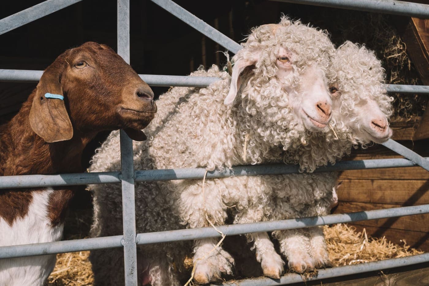 Curly-coated Angora goats behind a fence on a sunny day