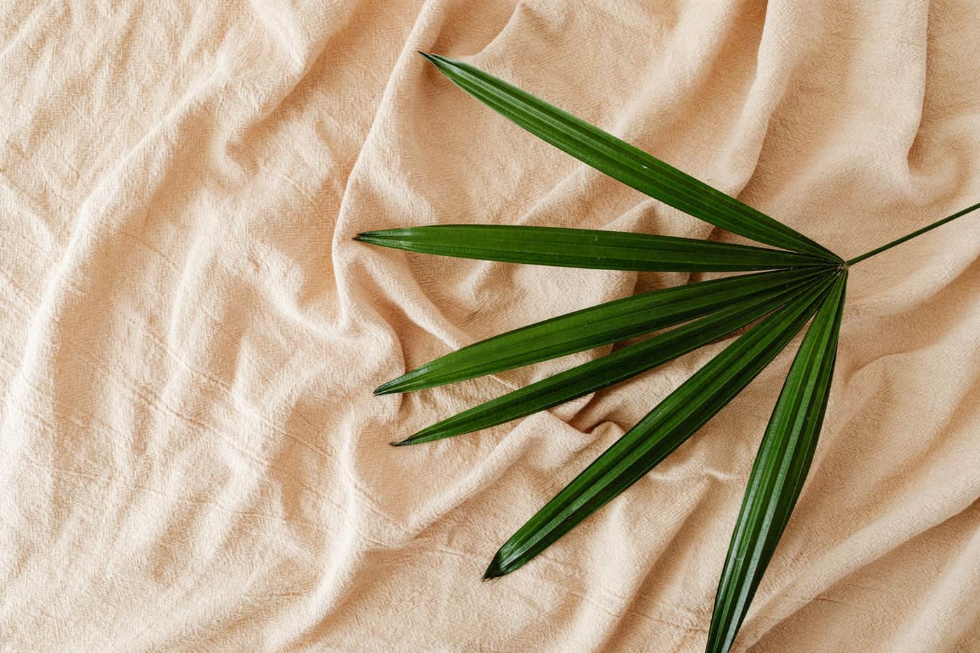 A bamboo leaf resting on beige fabric